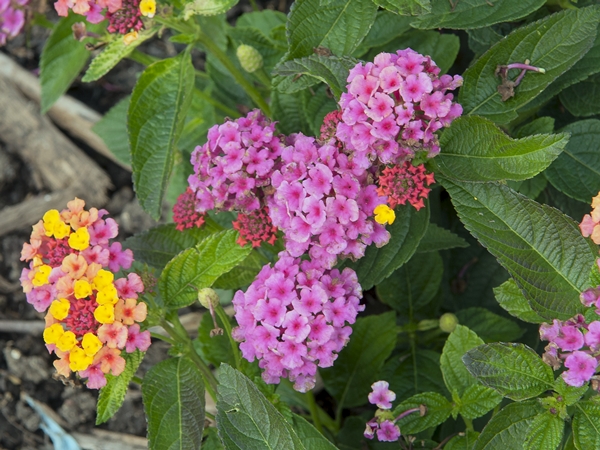 Lantana Sunrise Pink